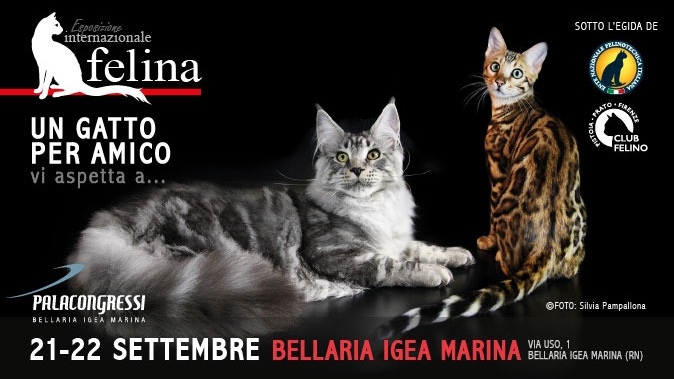 Esposizione internazionale felina